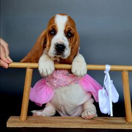 Ocean - Mahogany and white female Basset Hound puppy in Pollock, Missouri from Northstar