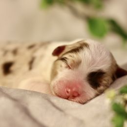 Australian Shepherd Puppies from Cloverdale Australian Shepherds