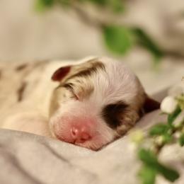 Australian Shepherd Puppies from Cloverdale Australian Shepherds