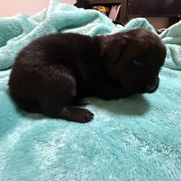 Martina - Black female Newfoundland puppy in Shepherd, Montana from Crystal Waters Newfoundlands