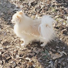Sparkle - Pomeranian