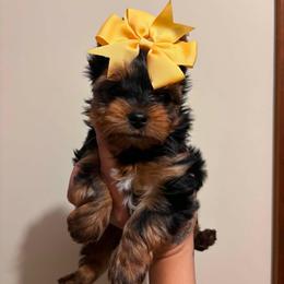 Lady - Black and tan female Yorkshire Terrier puppy in Georgia from Nalley Kennels