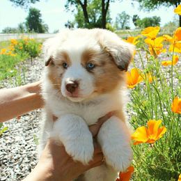Australian Shepherd Puppies from Haulin Aussies