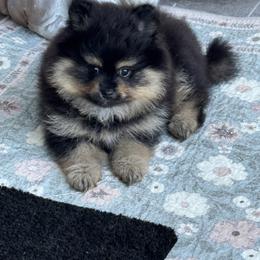 Amber - Black and tan female Pomeranian puppy in Naples, Florida from Puppies Forever 💙❤️🐶