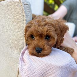 Reflection - Red female Cavapoo puppy in Easley, South Carolina from Cutiepie Cavapoos