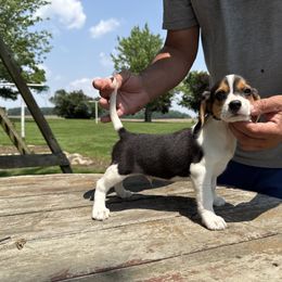 Little tri - Black tan and white male Beagle puppy in Hudson, Michigan from Bachman’s Kennel