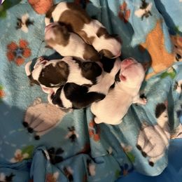 Shih Tzu Puppies from Wanda M Golden