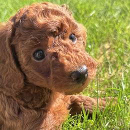 Poodles from Teddy toy poodle house