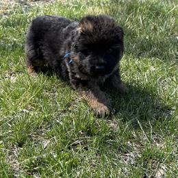 Blue male - Black and red male German Shepherd puppy in Herrick, South Dakota from Dakota Shepherds Kennels