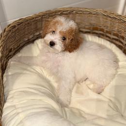 Sailor - Parti female Goldendoodle puppy in Cocoa, Florida from The Beach Doodles