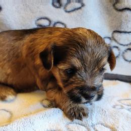 Girl 3 - Tan female Yorkipoo puppy in Bartlesville, Oklahoma from Winchester's Magic Yorkipoos & Poodles