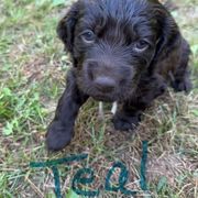 Boykin Spaniel Puppies from Jacki Riehl