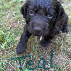 Boykin Spaniel Puppies from Jacki Riehl