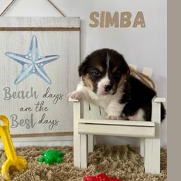 Simba - Black and tan male Pembroke Welsh Corgi puppy in Hanover, Pennsylvania from Happily Ever After Corgis