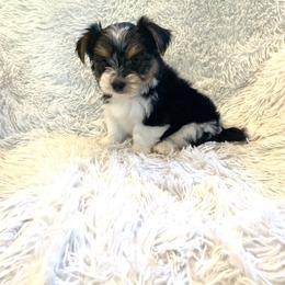 Biewer Terrier puppies from Sweet Southern Puppies