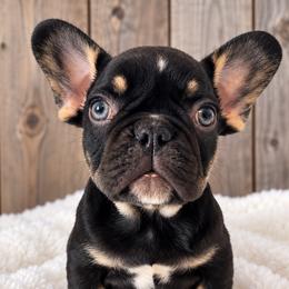 Rory - Black and tan female French Bulldog puppy in Warm Springs, Arkansas from State Line Dachshunds & Frenchies