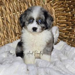 Penelope - Blue merle female Aussiedoodle puppy in Cleveland, Georgia from Jam's Doodles And Poodles