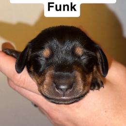 Funk - Black and tan male Dachshund puppy in Albuquerque, New Mexico from Designer Dachshund Club