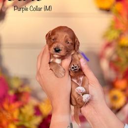 Eerie - Red  male Goldendoodle puppy in Mendon, Massachusetts from Comfort & Cuddle Co