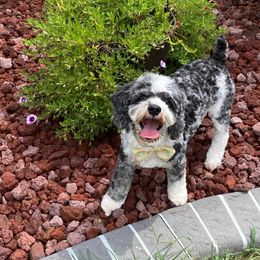 Cockapoo, Maltipoo, Morkie, and Yorkipoo Puppies from Mosaic Merle Doodles