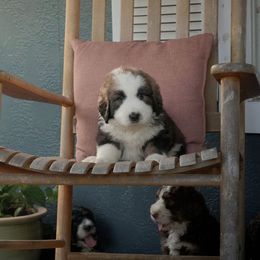 Bernedoodle Puppies from Joy's Dood Ranch