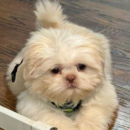 Jake - Gold and white male Shih Tzu puppy in Easley, South Carolina from Full of Shih Tzus