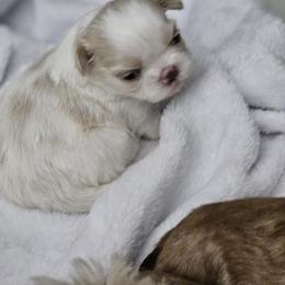 Winter - Lilac male Shih Tzu puppy in Kings Mountain, North Carolina from NC Shih Tzus by Tammy