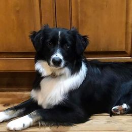 Arya - Australian Shepherd