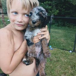 Olive - Blue merle female Aussiedoodle puppy in Yacolt, Washington from Aussiedoodles by Maggie
