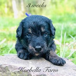 Calamity Jane (Mini Size) - Black female Bordoodle puppy in Mulino, Oregon from Korbella Farm