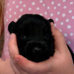 Wallace - Black male Scottish Terrier puppy in Moyie Springs, Idaho from Avonlea Terriers