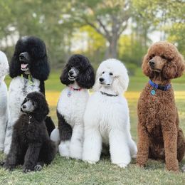 Poodles from Dreamland Standard Poodles