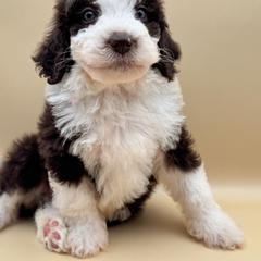 Dewey - male Australian Mountain Doodle puppy in Claremont, North Carolina from Magnolia Grove Farms
