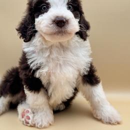 Dewey - male Australian Mountain Doodle puppy in Claremont, North Carolina from Magnolia Grove Farms