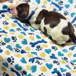 Crunch - Liver white and roan male English Springer Spaniel puppy in Westover, Maryland from Sterling's springer Haven