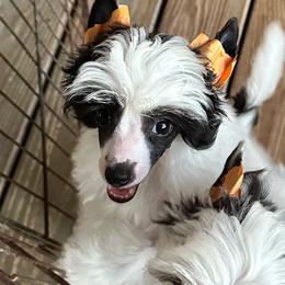 Bandit - White and black female Chinese Crested puppy in Cedartown, Georgia from Heartesha