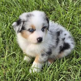 Boy 1 - Blue merle male Australian Shepherd puppy in Lakeland, Florida from Diamond P Australian Shepherds