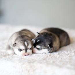 Ben - Silver and white male Pomsky puppy in San Mateo, California from The Pomsky Garden