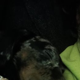 Australian Cattle Dogs and Dachshunds from Australian Cattle Cuties and littles