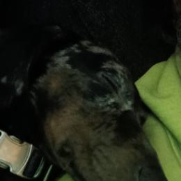 Australian Cattle Dogs and Dachshunds from Australian Cattle Cuties and littles