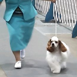 Cocker Spaniels from Galaxy Cockers