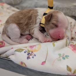 Girl 3 - Blenheim female Cavapoo puppy in Mapleton, Illinois from Gardner Lane Puppies