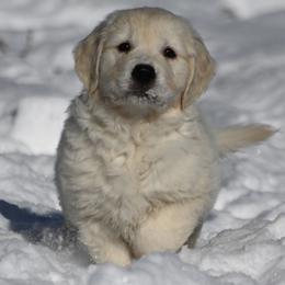 Bernese Mountain Dog, Golden Mountain Dog, and Golden Retriever Puppies from Grateful Bernese & Gage's Goldens