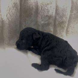 Female 1 - Black female Miniature Schnauzer puppy in Seagoville, Texas from JC miniature schnauzers