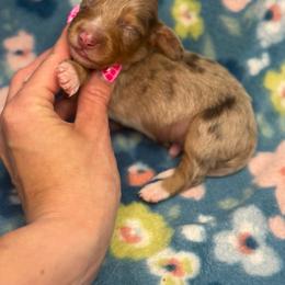 Sneezy AKC - Dapple male Dachshund puppy in Oklahoma City, Oklahoma from Barrett’s Doxie Farm