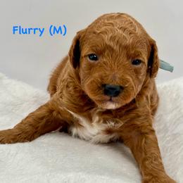 Blue boy (Flurry-M) - Red  male Goldendoodle puppy in Lewisville, Texas from Zink Doodles