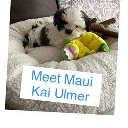 Shih Tzu Puppies from Willow Lane Shih Tzus