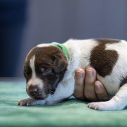 Green Girl - Liver and white female German Shorthaired Pointer puppy in Bryan, Texas from Ehrenvogel and Bessdach Kennels