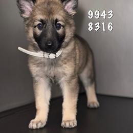 Denali aka Kali - Sable female German Shepherd puppy in Yuba City, California from Barton’s German Shepherds