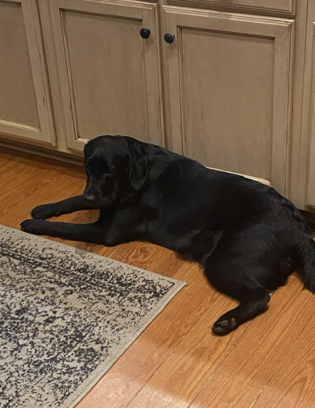 Iron Lion Labradors in North Carolina Labrador Retriever puppies